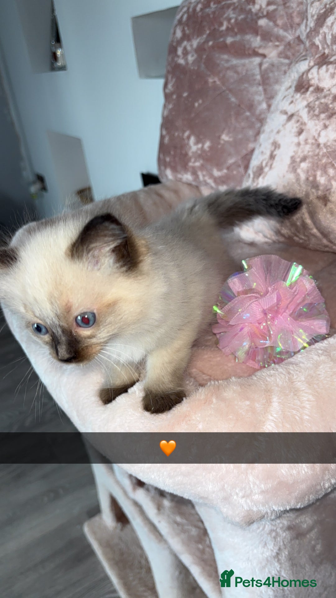 Ragdoll cats for sale: 🌸pedigree Ragdoll babies, reduced🌸 - Image 11