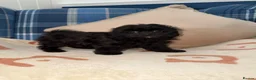 Shihpoo dogs for sale: 🖤🩶Stunning Shihpoo Puppies READY NOW🖤🩶 - Advert 7