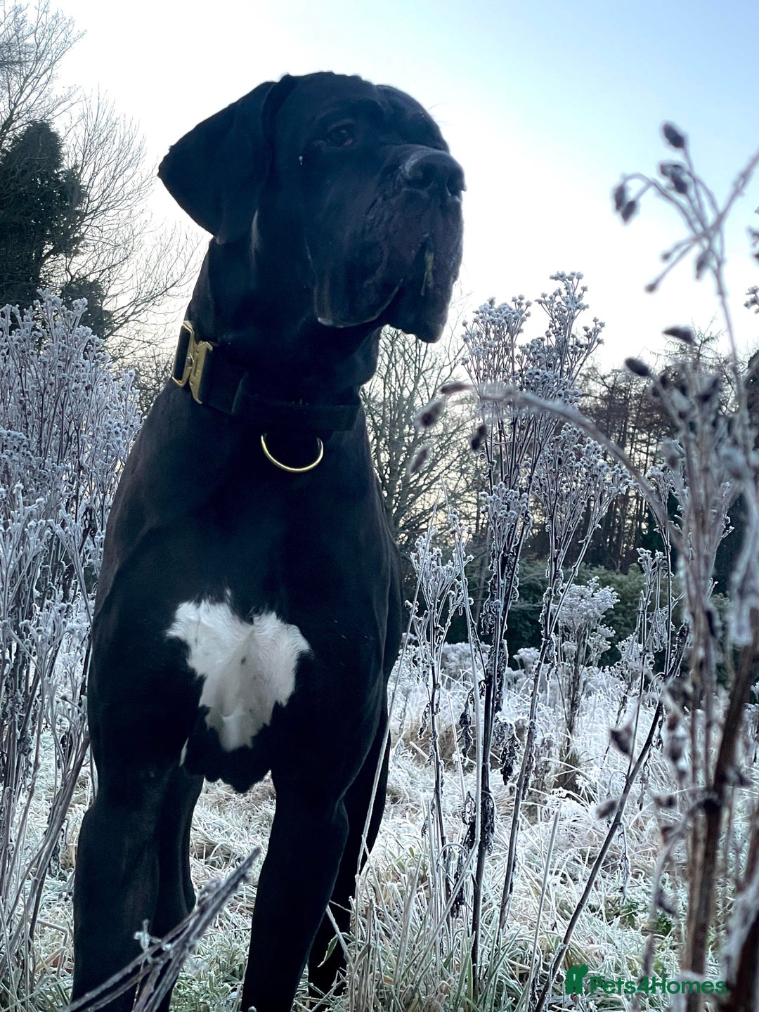 Great Dane dogs for stud: Free Stud BUT Will take a Puppy of Choice Instead in Huntly - Advert 6