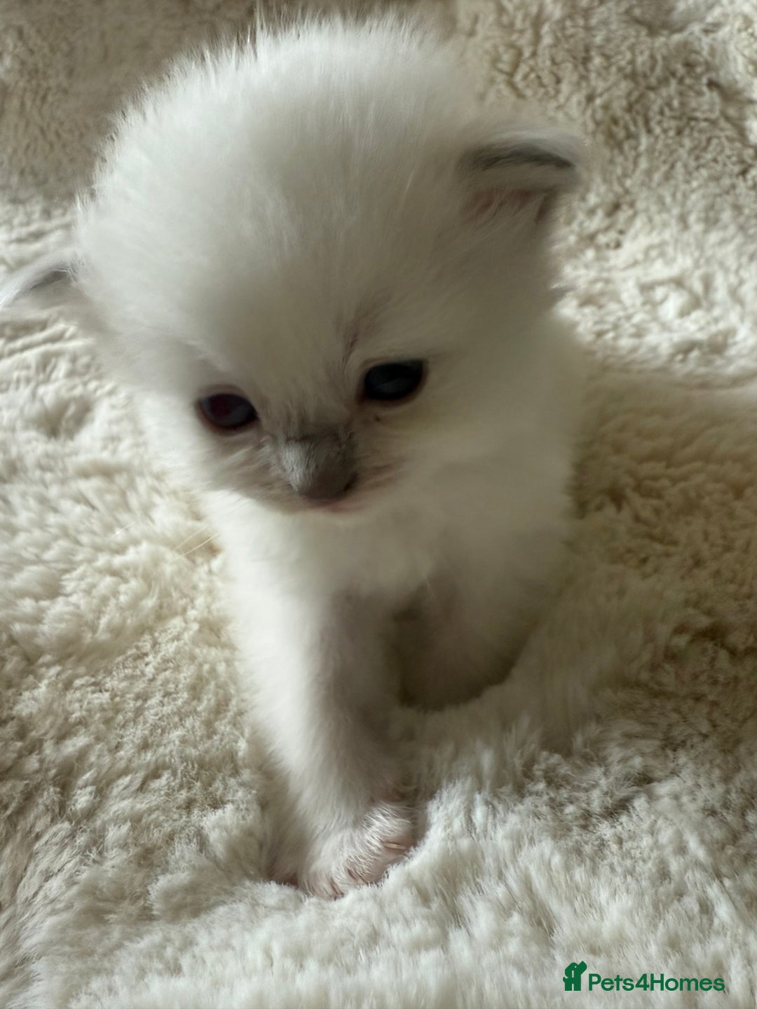 Ragdoll cats for sale: Beautiful litter of Ragdoll baby’s!  - Image 18