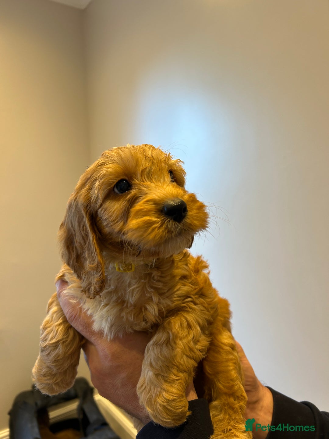 Cockapoo dogs for sale: Cockapoo puppies f1 gorgeous little babys - Advert 7