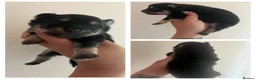 Pomsky dogs for sale: Pomsky Puppies - Advert 13