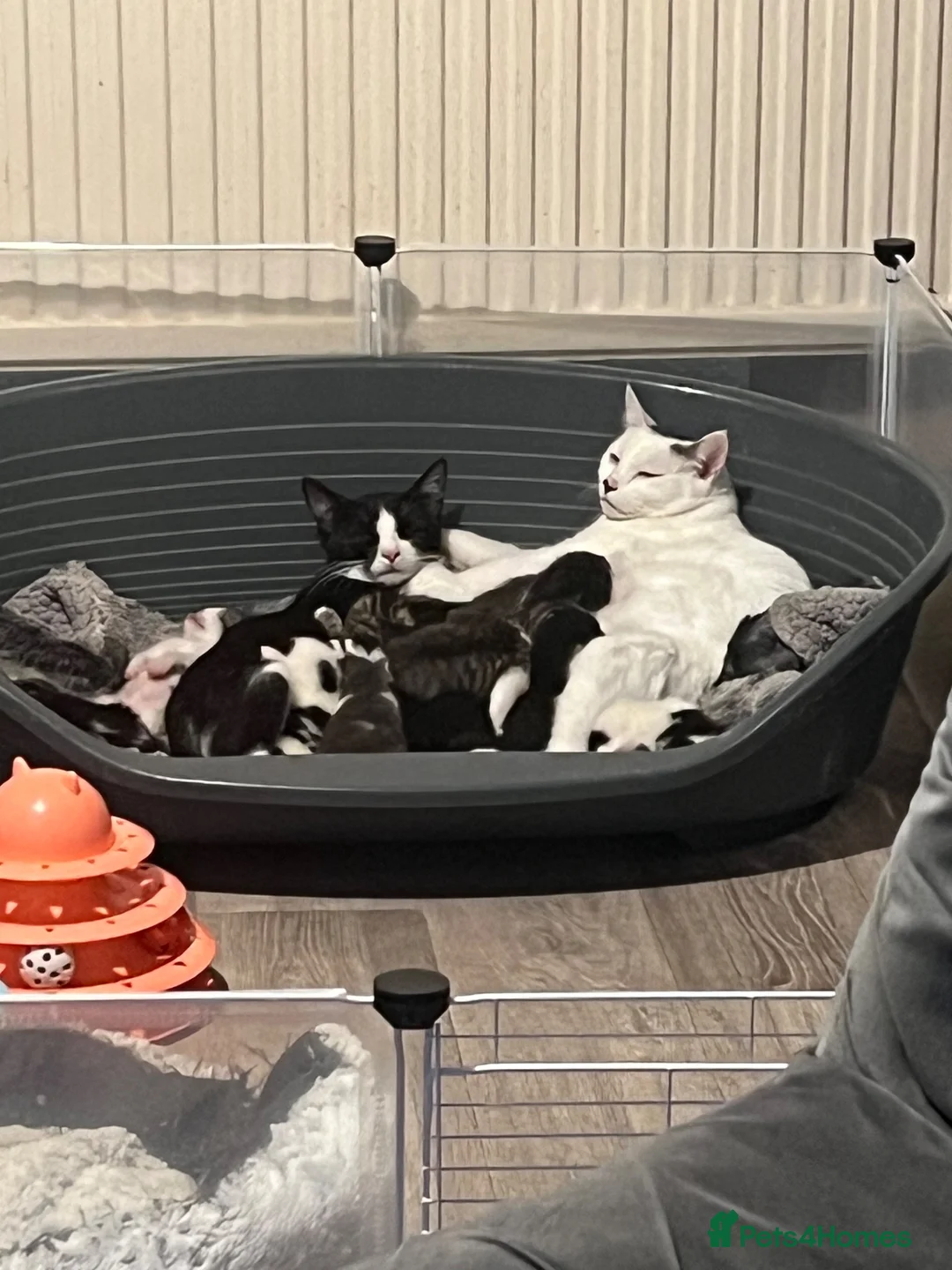 Mixed Breed cats for sale: Lovely kittens need a loving home - Advert 1