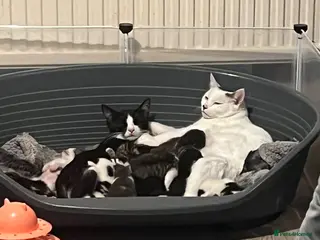 Mixed Breed cats Lovely kittens need a loving home - Advert 2