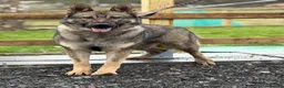 German Shepherd dogs for sale: Elite DDR German Shepherd - World-Class Pedigree  - Advert 24