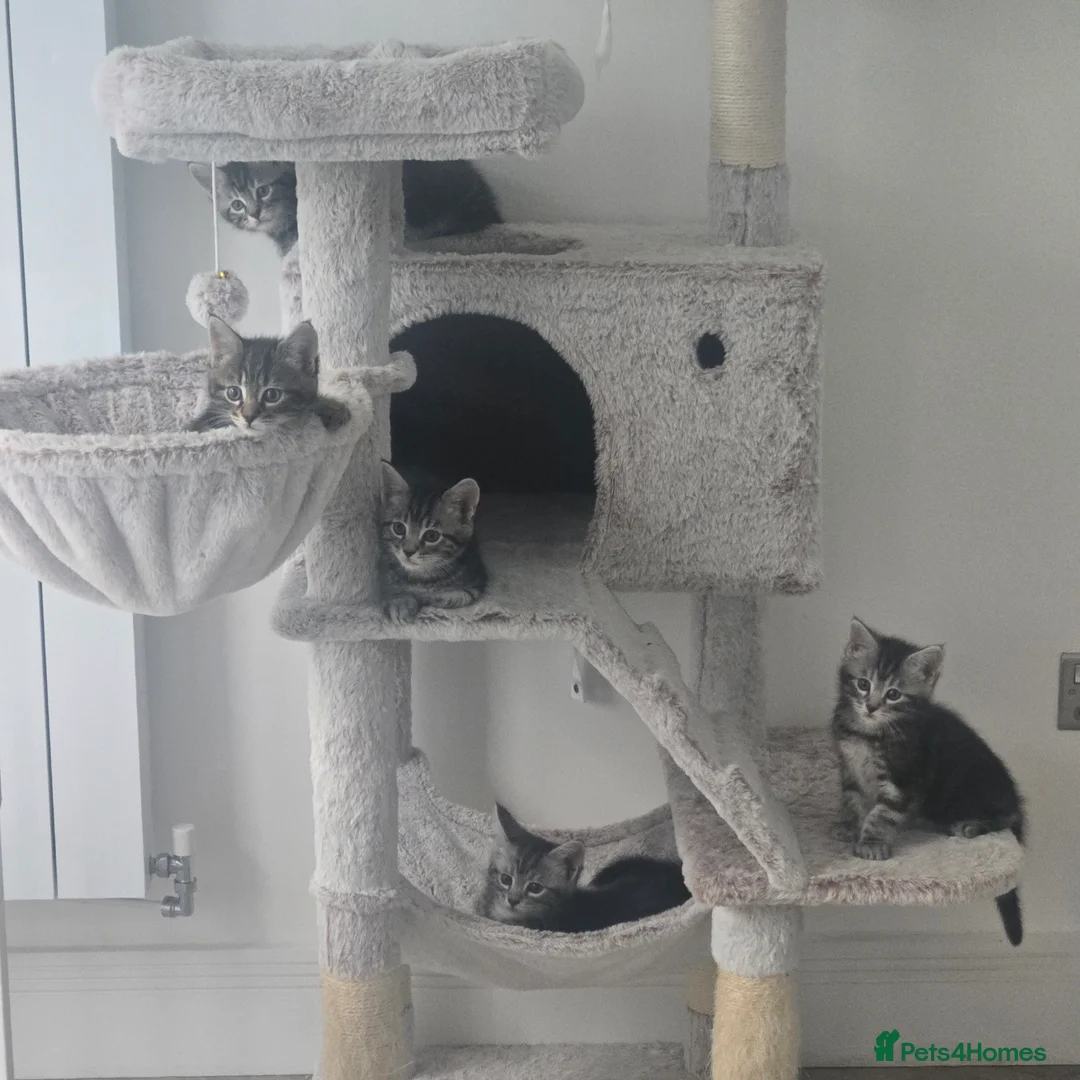 Maine Coon cats for sale: Maine coon x kittens - Advert 9