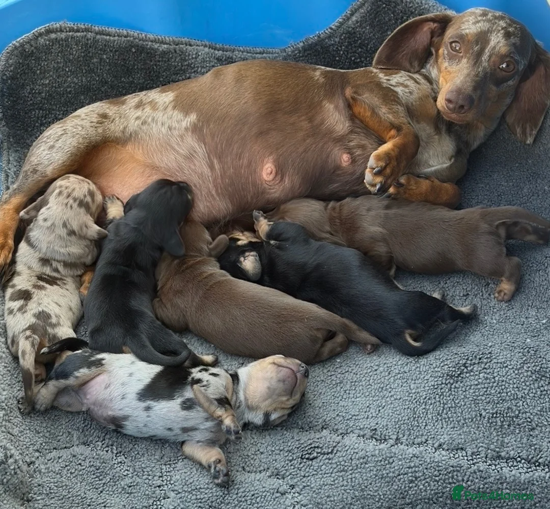 Dachshund dogs for sale: Miniature dachshund pups  - Advert 2