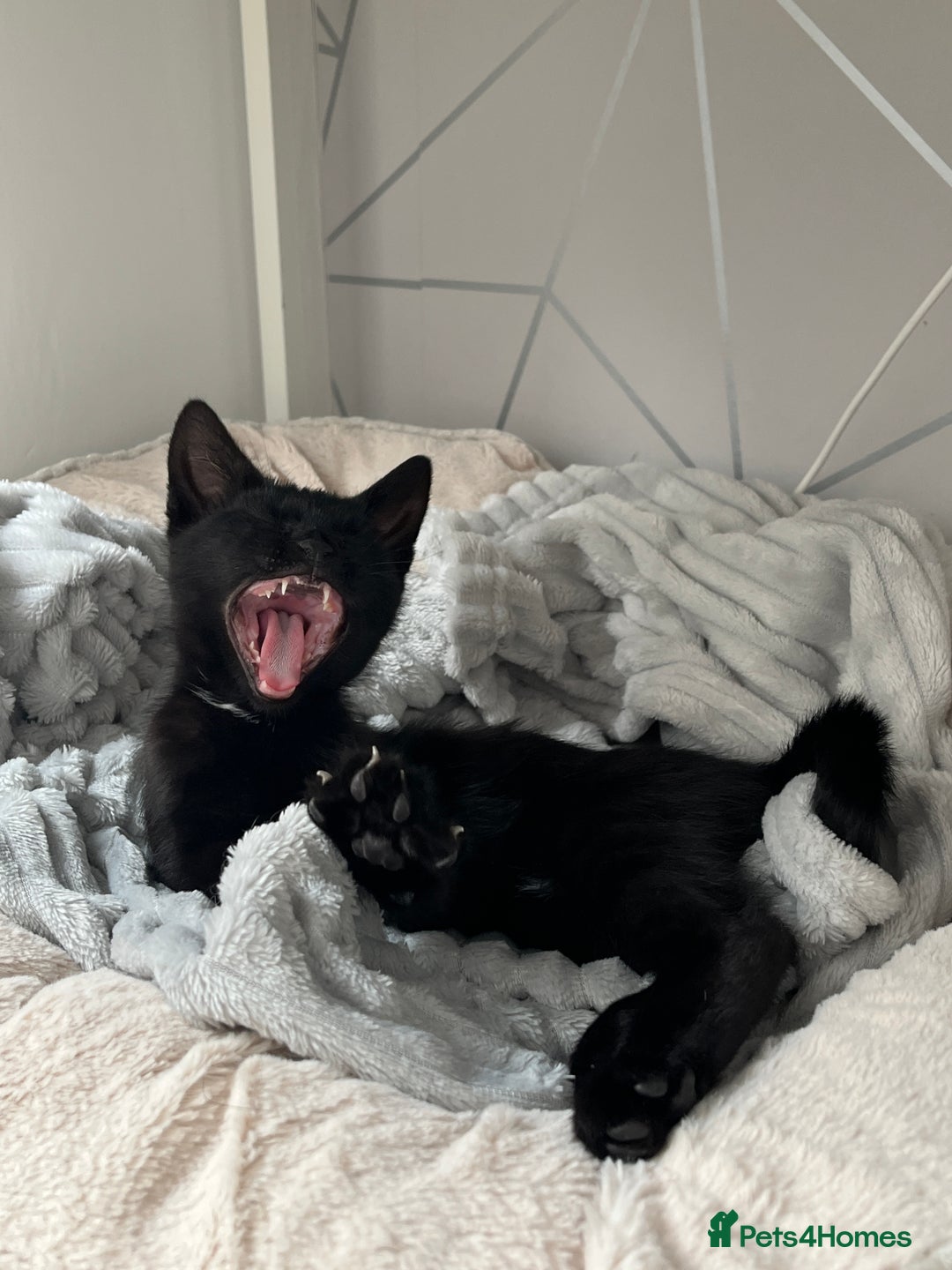 Domestic Shorthair cats for sale: Cuddly and affectionate black domestic shorthair in Oxford - Image 4