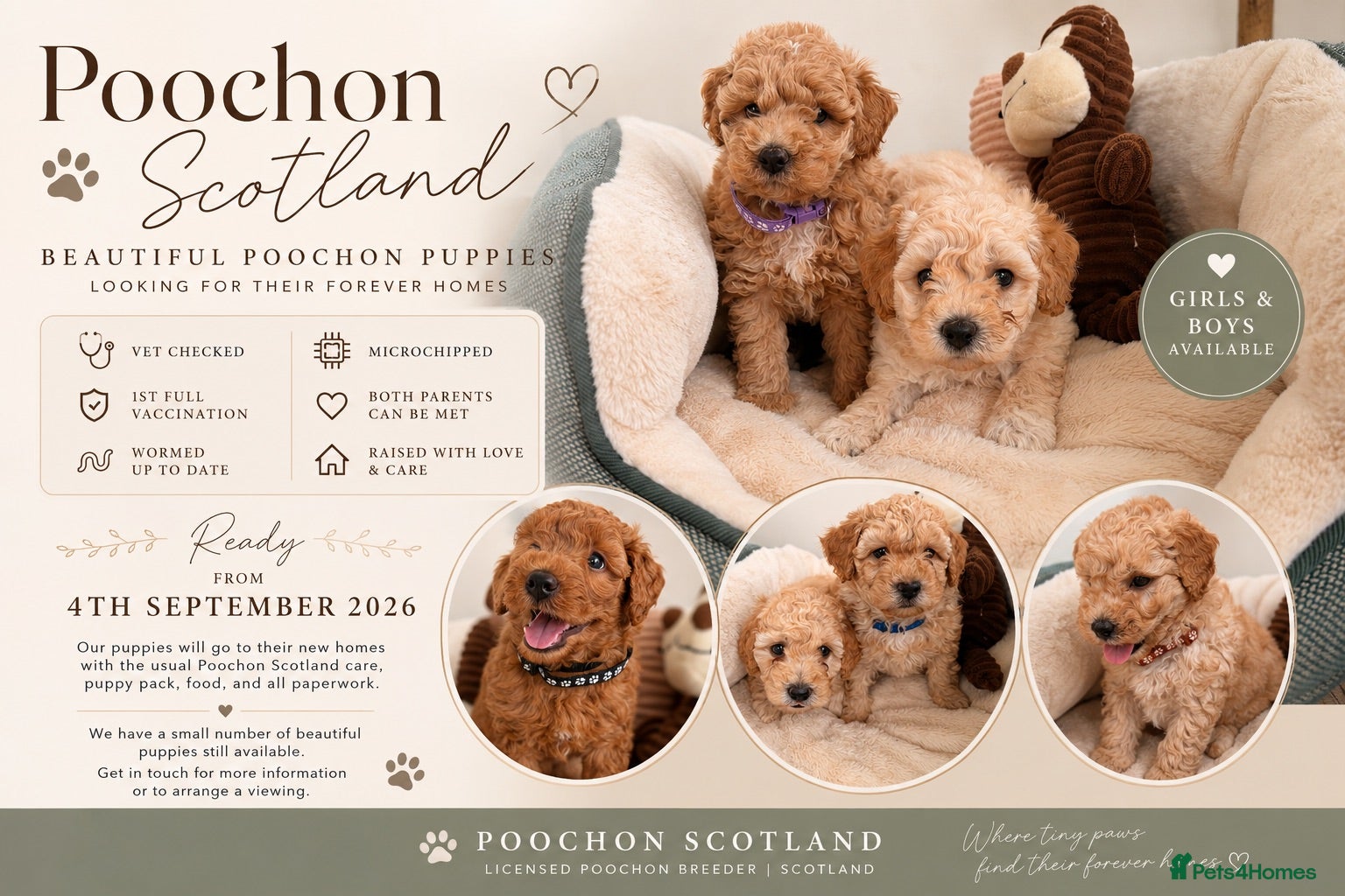 Poochon dogs ✨ Poochon Puppies  ✨ - Advert 1