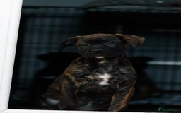 Mixed Breed dogs for sale: LUNA - Presa Canario X Female  - Image 5