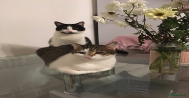 Domestic Shorthair cats - Advert 7