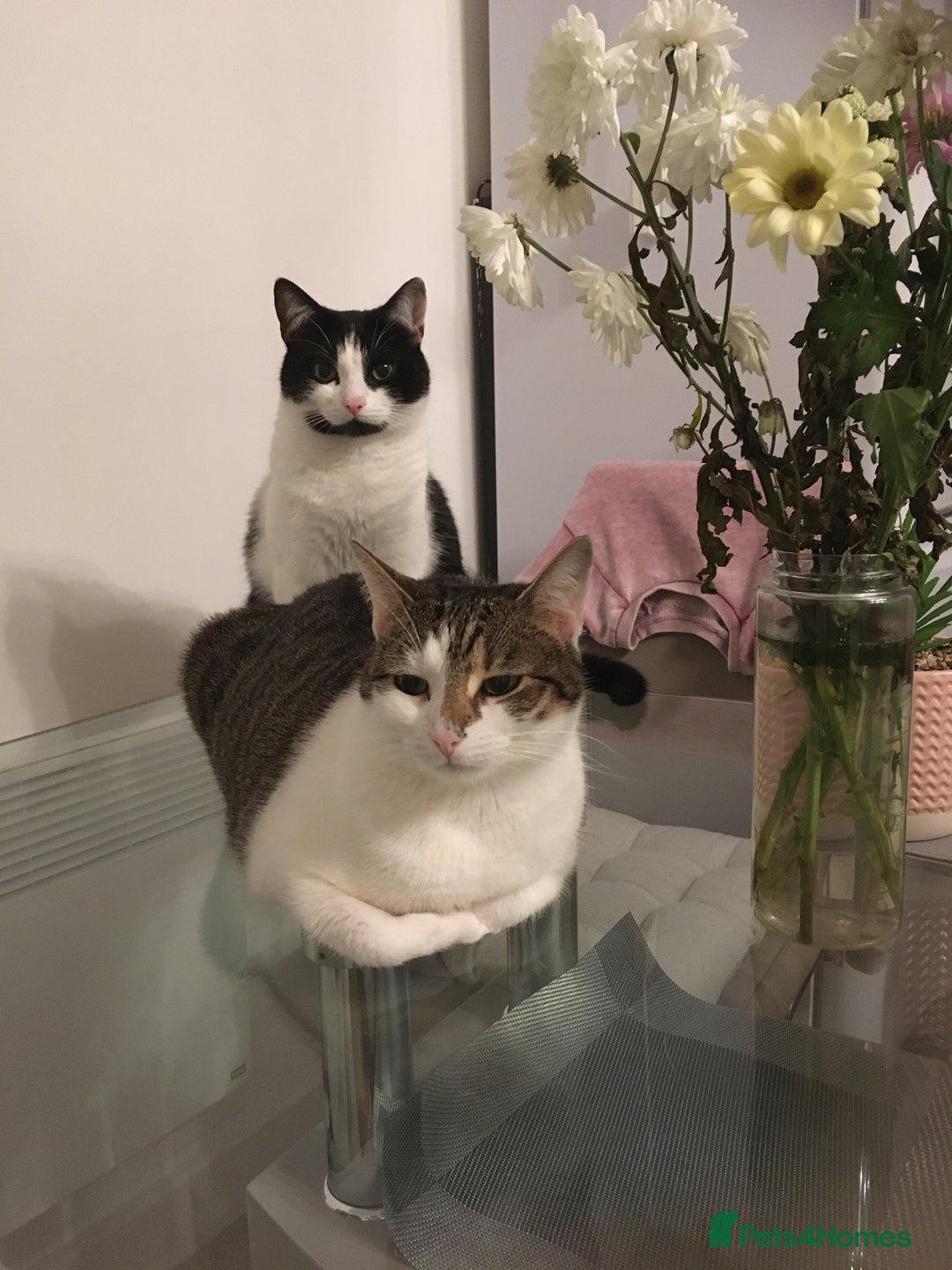 Domestic Shorthair cats for sale: Gorgeous 4 years old female cats from York. - Image 3