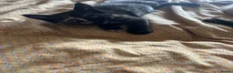 Mixed Breed cats for sale: Healthy playful kittens - Advert 7