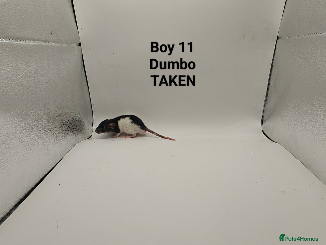 Rat rodents for sale: DEC: 24 Rats (5 Rats: 3 Boys & 2 Girls Left) - Advert 11