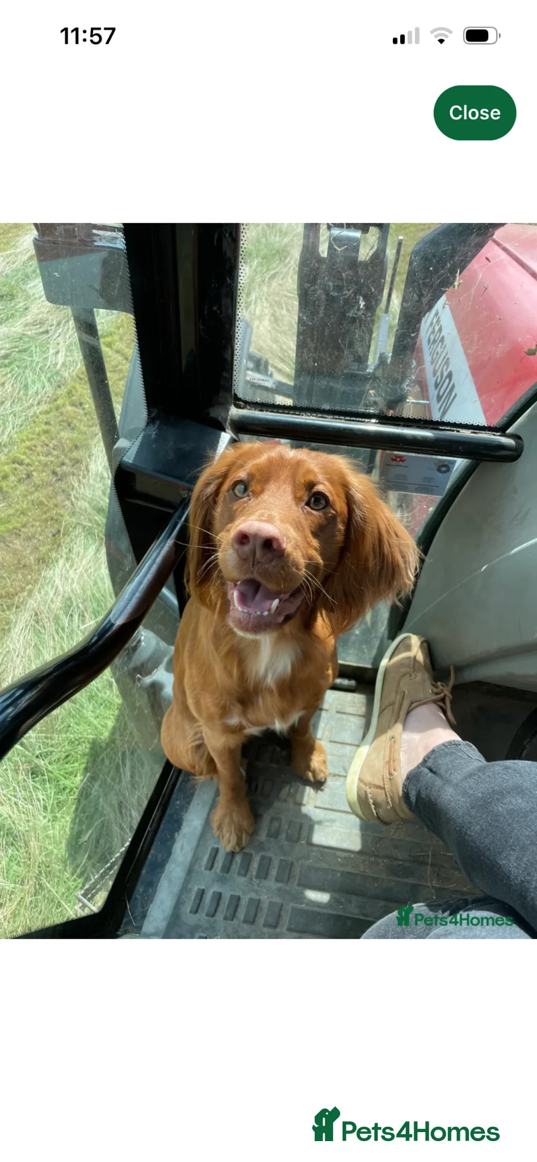 Cocker Spaniel dogs for sale: KC reg working cocker spaniels due in April  - Advert 12
