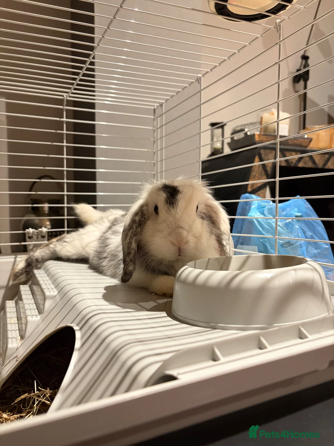 Mini Lion Lop rabbits for sale: Female Rabbit Looking for a Loving Forever Home in Worcester - Advert 5