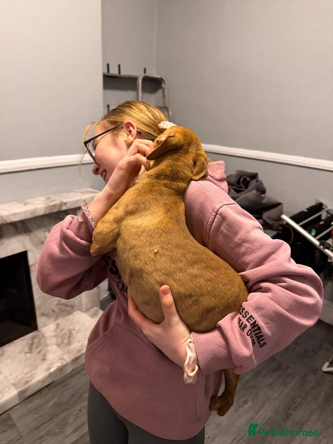 Staffordshire Bull Terrier dogs for sale: Female staff puppy - Advert 19