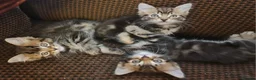 British Shorthair cats for sale: Three gorgeous male mixed bread kittens - Advert 8
