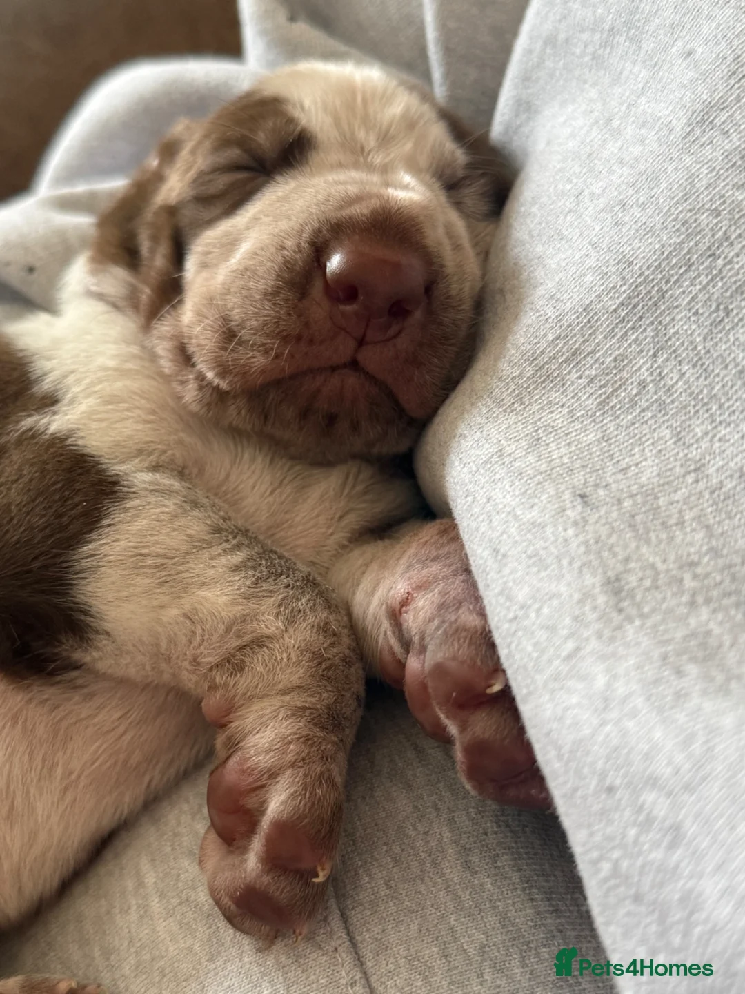 Bracco Italiano dogs for stud: Bracco Italiano for stud - Advert 16
