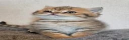 British Shorthair cats for sale: Golden shaded / spotted  - Advert 12