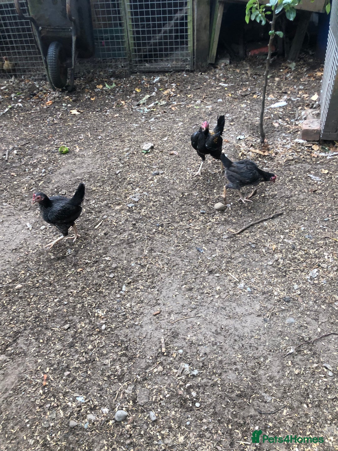 Chickens poultry for sale: PURE BRED FURNESS O.E.G - Image 5
