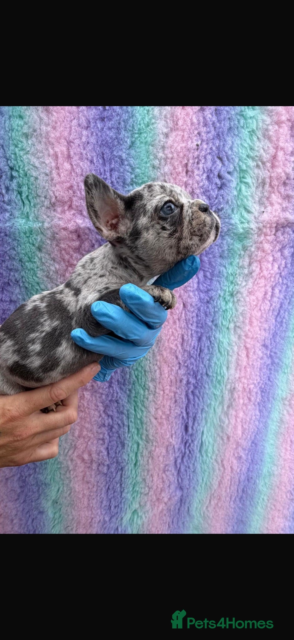 French Bulldog dogs 🐾 Beautiful French Bulldog Puppies 🐾 - Advert 2