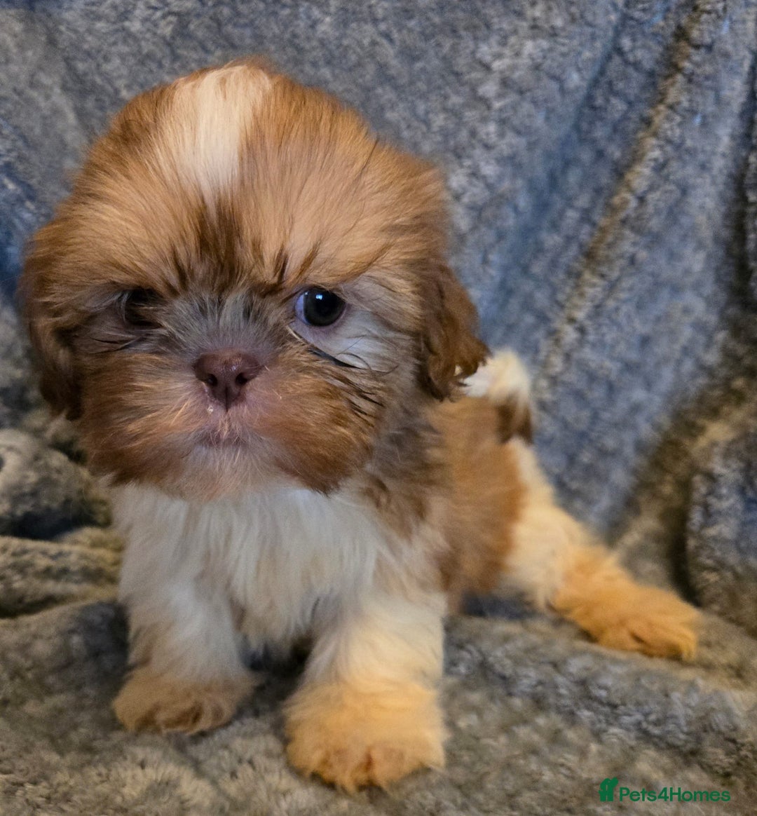 Shih Tzu dogs for sale: Shihzu pup for sale  - Image 4
