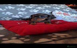 Dachshund dogs for sale: Beautiful Dachshund Puppies - Advert 5