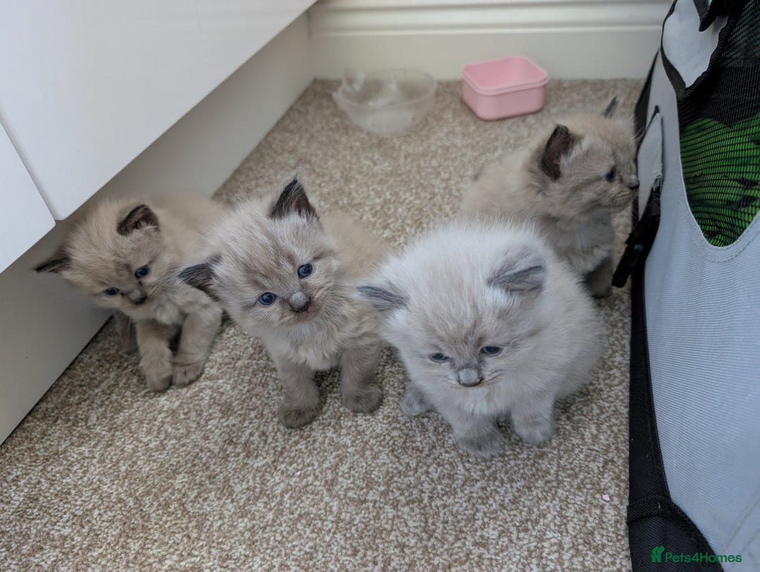 Ragdoll cats for sale: 4 gorgeous ragdoll kittens  - Image 8