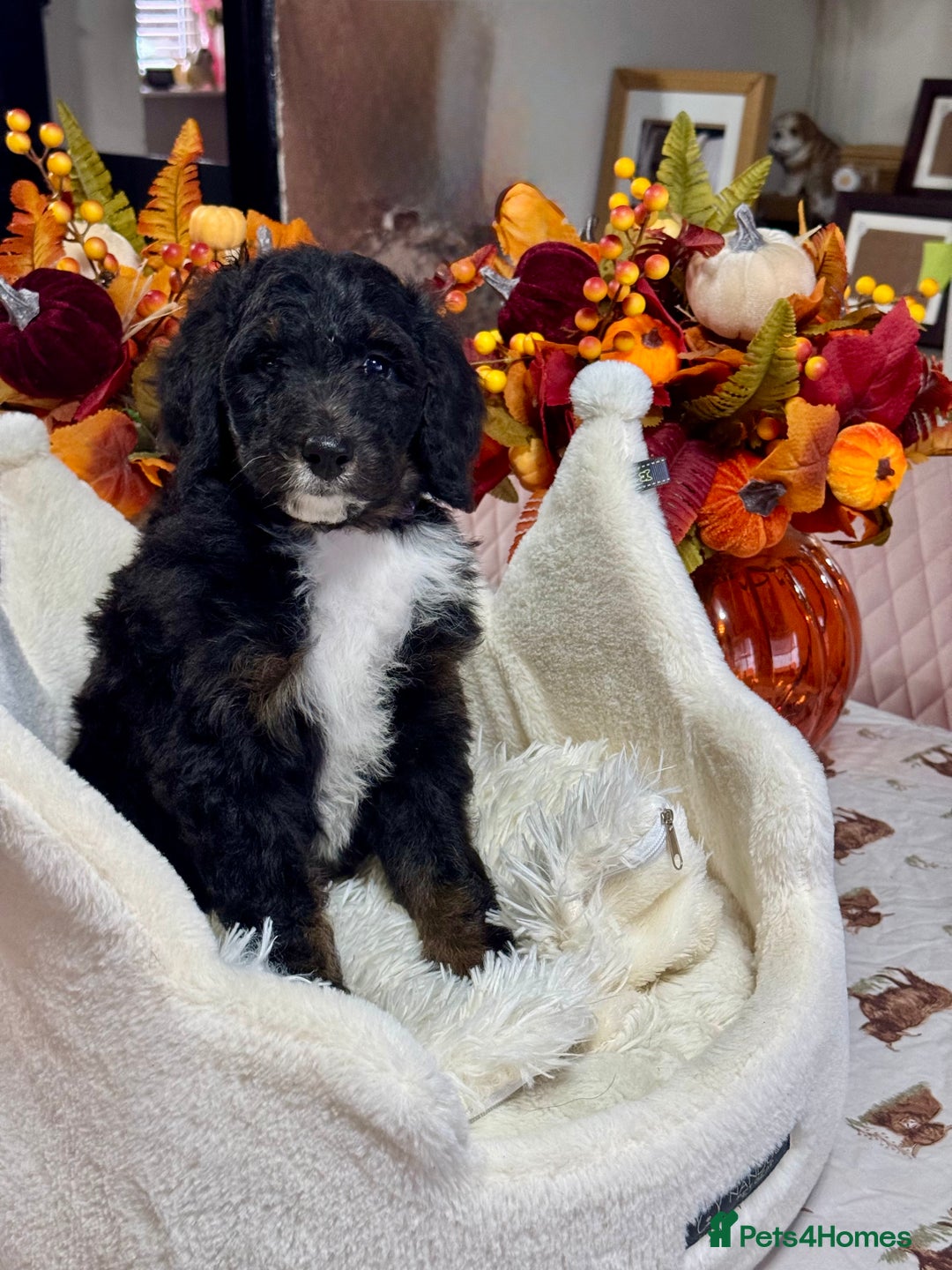 Bernedoodle dogs for sale: 5 tri colour bernedoodle puppies girls only  - Advert 7