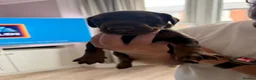 Dobermann dogs for sale: Doberman puppies boys only - Advert 7