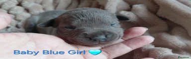 Baby Blue Girl available 