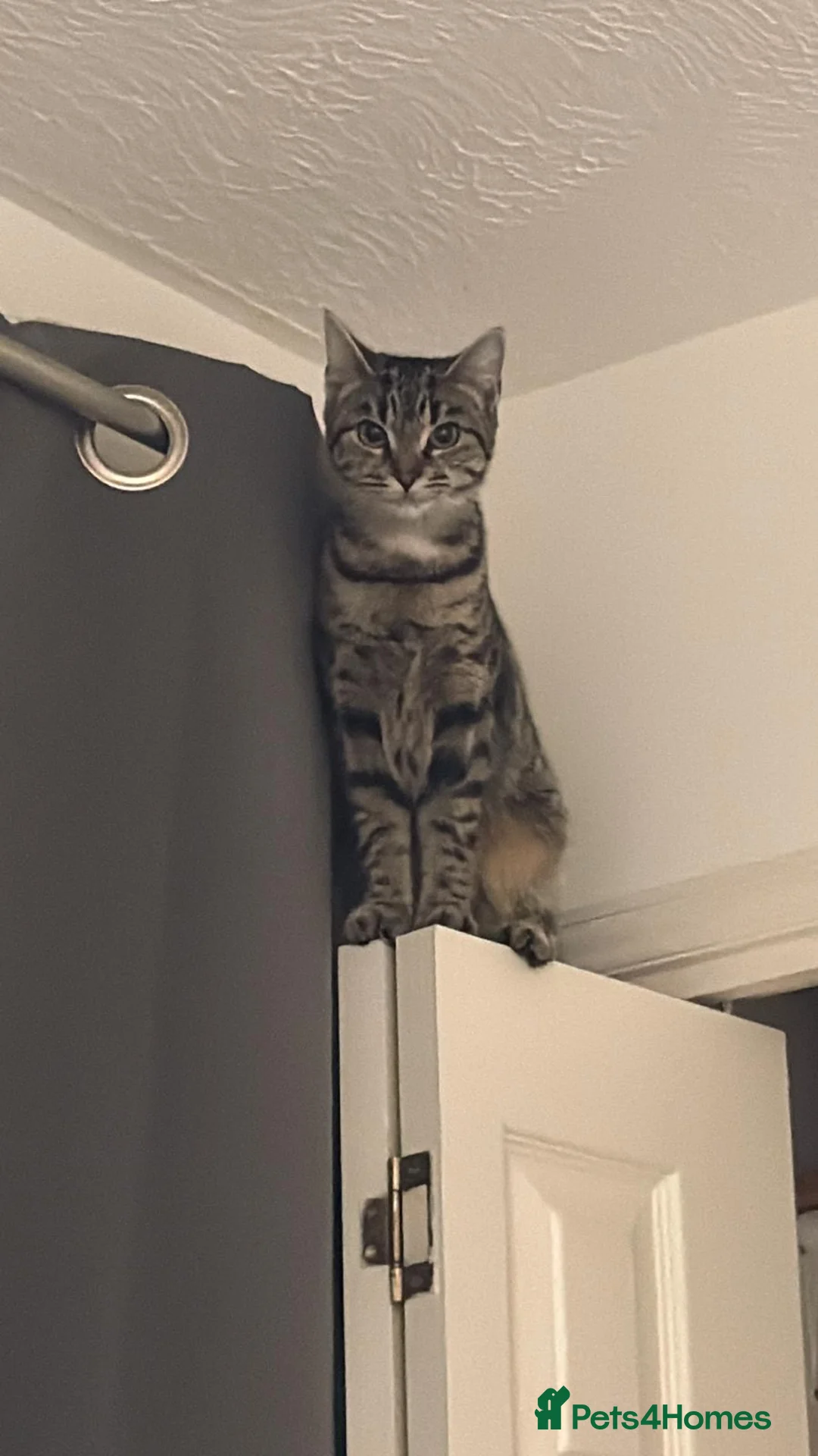 Bengal cats for sale: 2 sisters ready for sale  in Luton - Advert 1