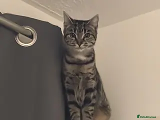 Bengal cats 2 sisters ready for sale - Advert 1