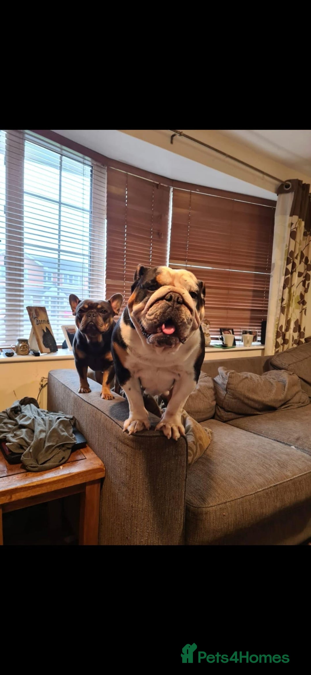 Mixed Breed dogs for sale: Tri English bulldog French mix (frenglish) - Image 21