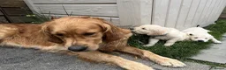 Golden Retriever dogs for sale: KC Registered Vet Health Checked Puppies - Advert 7