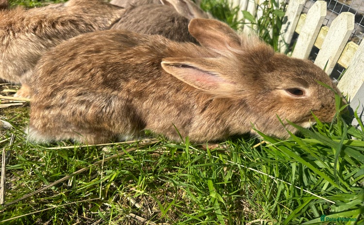 Lionhead rabbits - Advert 1