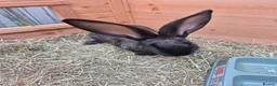 Continental Giant rabbits for sale: Giant Continental Rabbit  in Falkirk - Advert 3