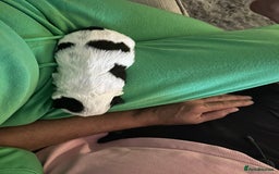 Shih Tzu dogs for sale: 5 Beautiful shihtzu  puppies for sale 2xM 3xF - Image 17