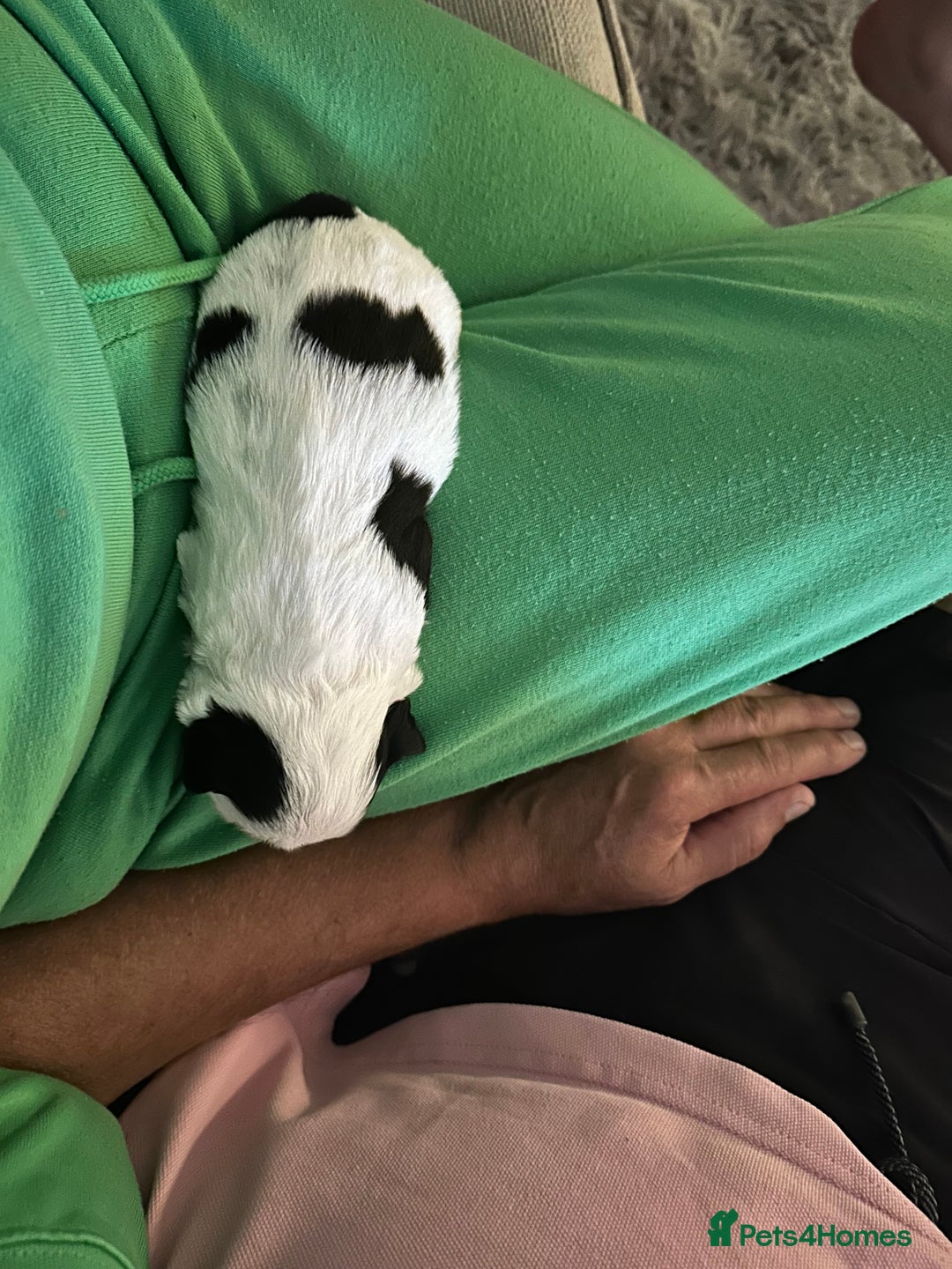 Shih Tzu dogs for sale: 5 Beautiful shihtzu  puppies for sale 2xM 3xF - Image 17