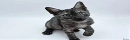 Egyptian Mau cats for sale: TICA reg Werewolf Silver EgyptianMAU x Snow Bengal - Advert 3