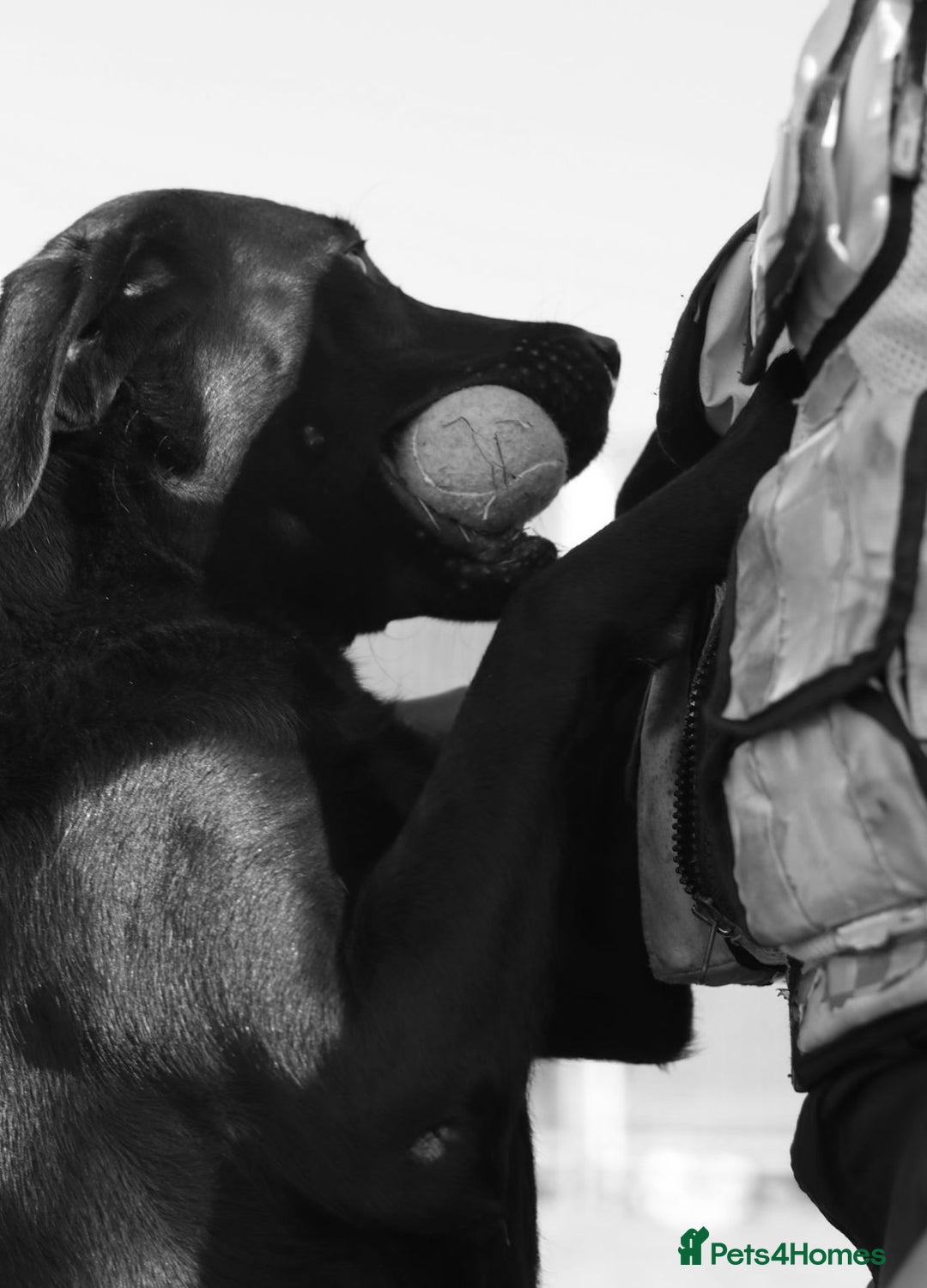 Labrador Retriever dogs for sale: STUNNING HEALTH TESTED WORKING LINE LABS FOR SALE - Image 11