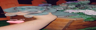 Dachshund 1