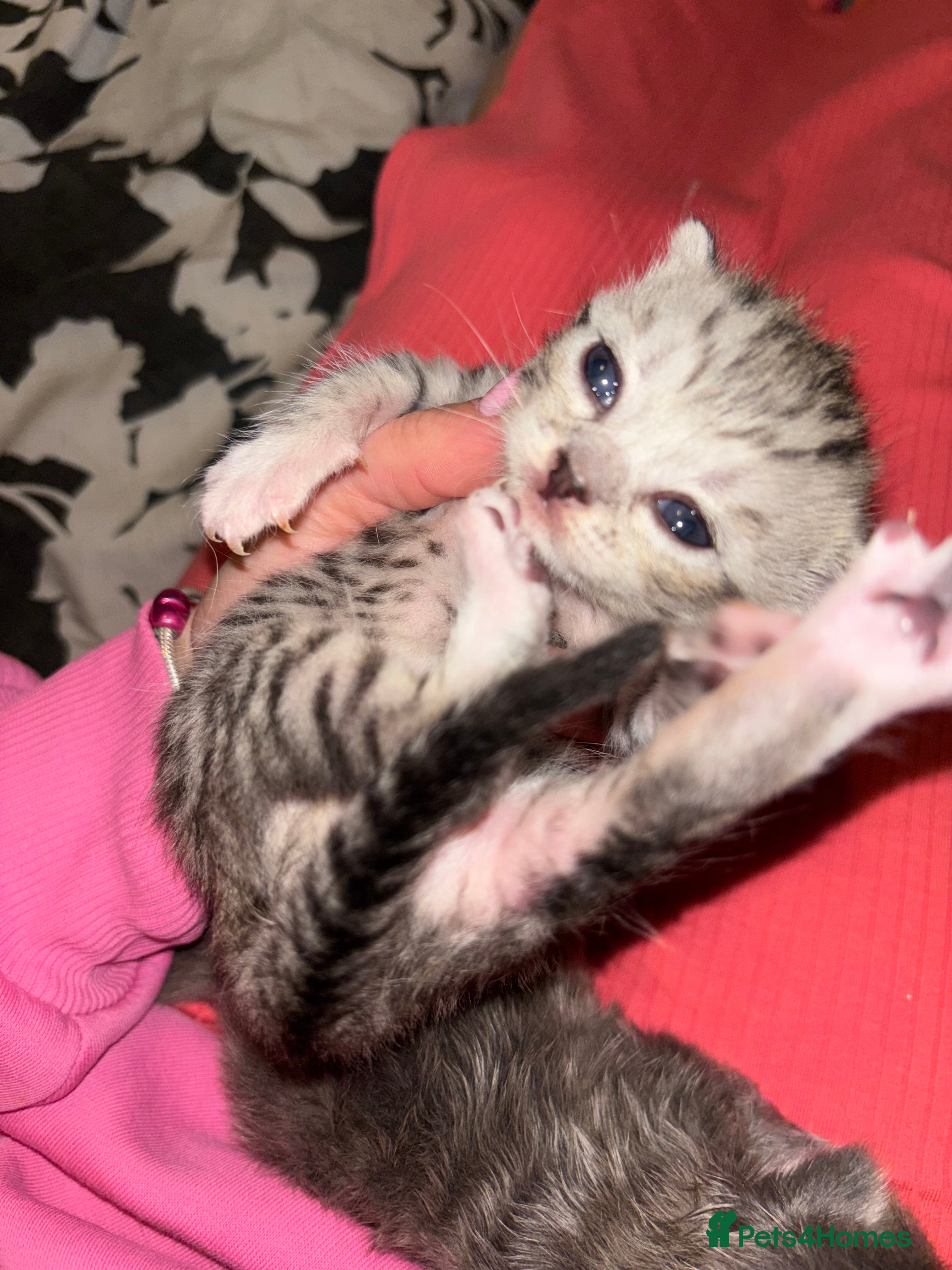 Scottish Fold cats Adorable Scottish Straight Kittens 🥰 - Advert 18