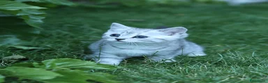 Scottish Fold 1
