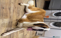 Saint Bernard dogs for sale: Outstanding chunky Saint Bernard puppies for sale - Image 21