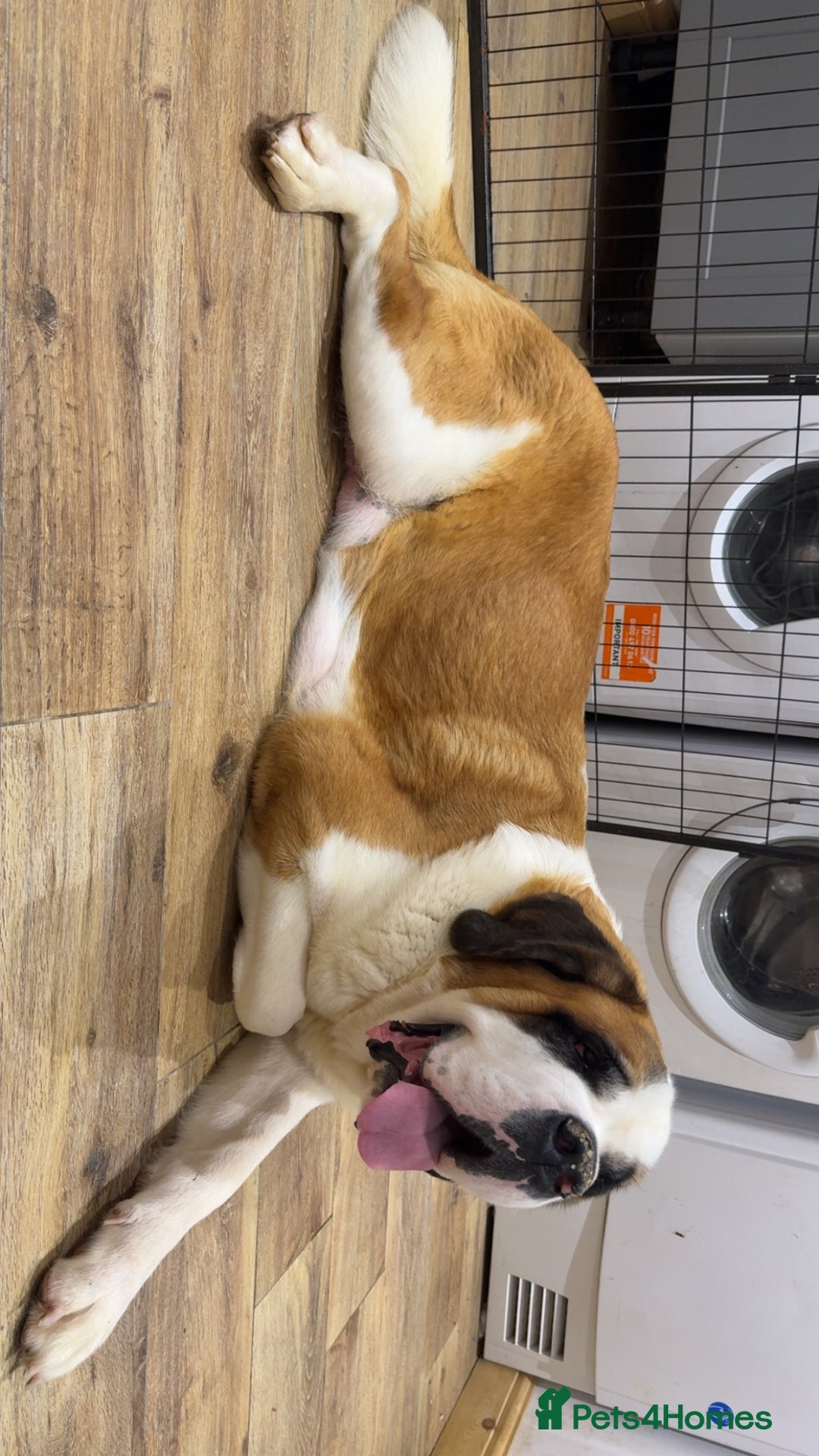 Saint Bernard dogs for sale: Outstanding chunky Saint Bernard puppies for sale - Image 21