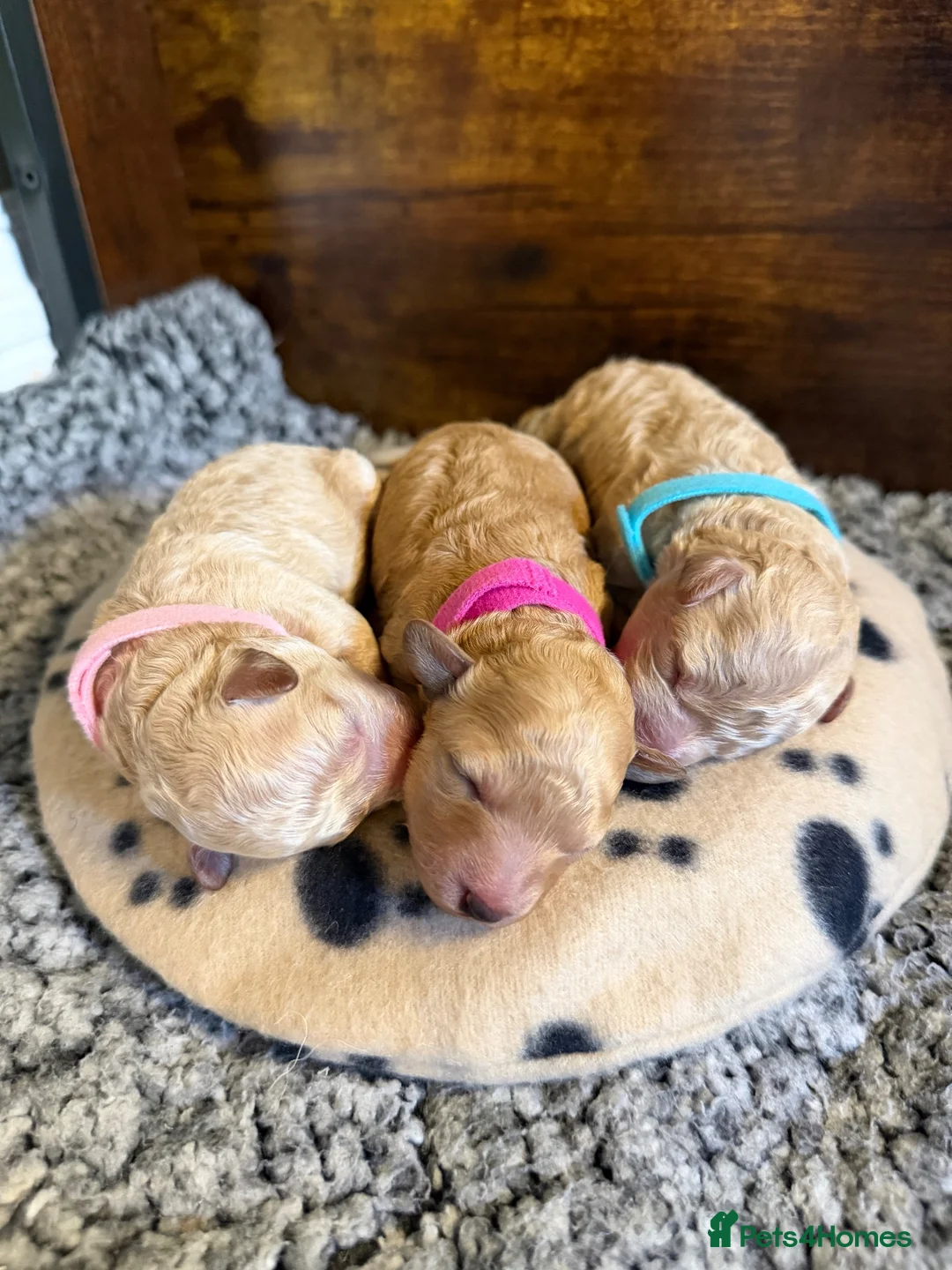 Toy Poodle dogs for sale: Gorgeous toy poodle puppies.  - Advert 2