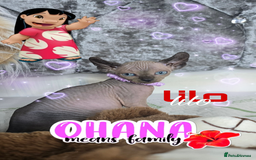 Sphynx cats for sale: 💙LITTLE BOY🩵Sphynx Kitten🩵TESTED 🐈  - Image 12