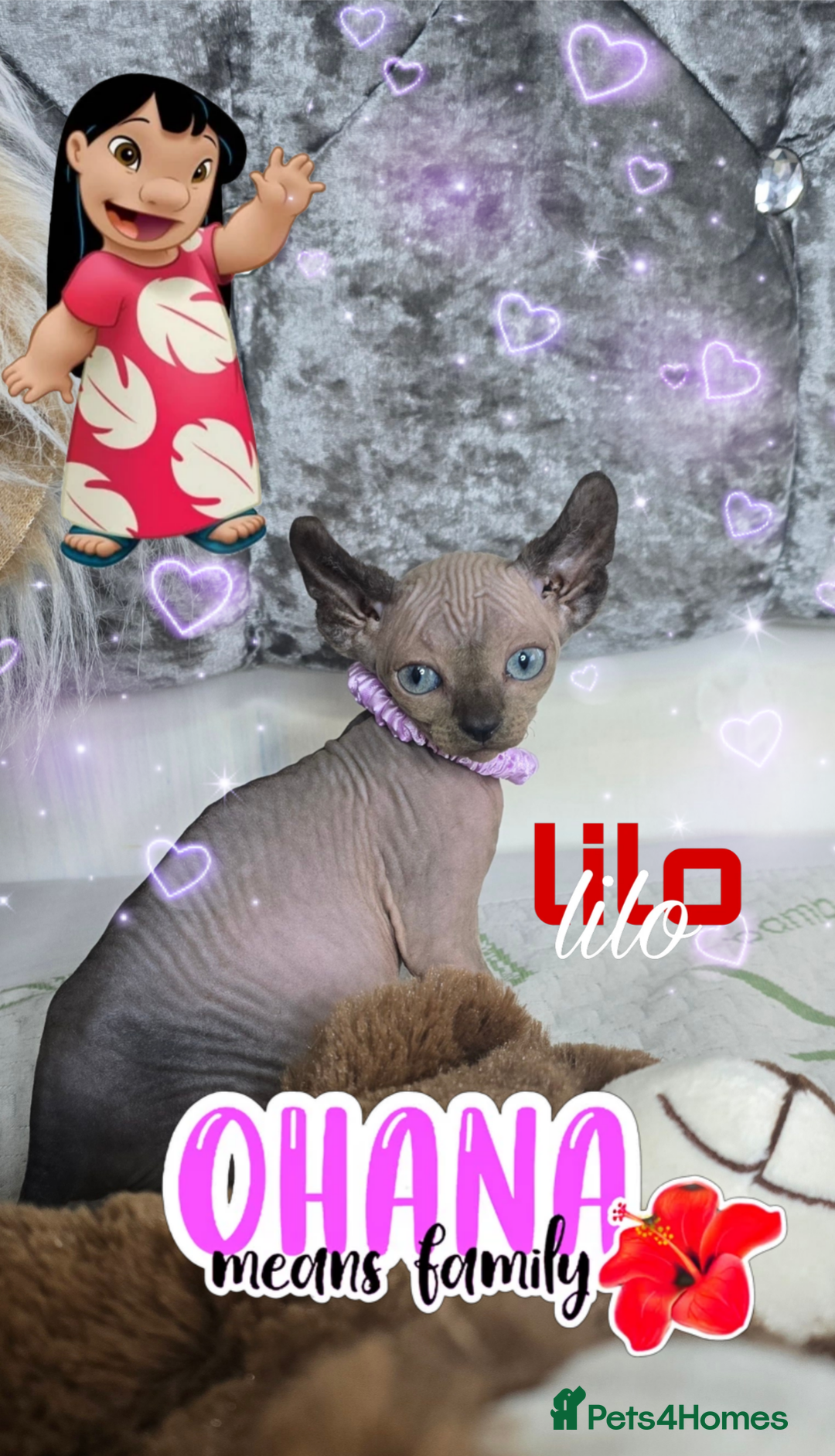 Sphynx cats for sale: 💙LITTLE BOY🩵Sphynx Kitten🩵TESTED 🐈  - Image 12